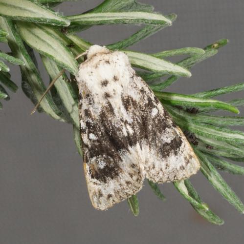 Réf. 269 207 : Polymixis argillaceago
